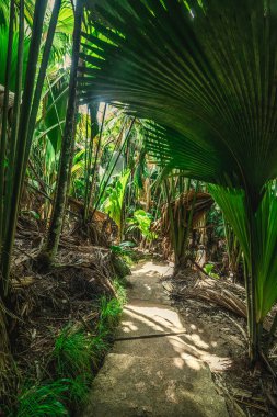 Vallee de Mai ormanında yol. Praslin Adası, Seyşeller