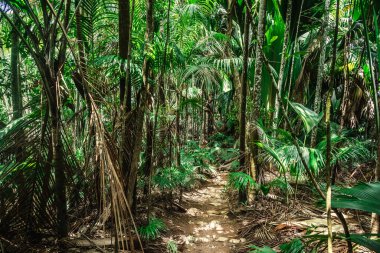 Praslin Adası, Seyşeller 'deki Vallee de Mai ormanında yoğun bitki örtüsü