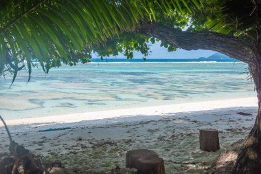 Anse Source d 'Argent sahilindeki palmiye ağaçları ve mercan resifleri. La DIgue Adası, Seyşeller