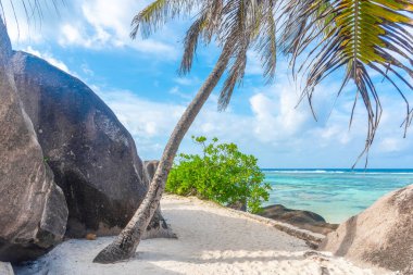 Anse Source d 'Argent' ta deniz kenarındaki palmiye ağacı. Seyşeller 'deki La Digue Adası