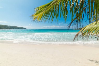 Anse Lazio sahilinde palmiye ağaçları, beyaz kum ve turkuaz su. Praslin Adası, Seyşeller