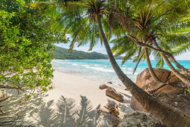 Anse Lazio sahilinde, deniz kenarındaki palmiye ağaçları ve kayalar. Praslin Adası, Seyşeller
