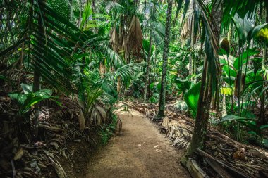 Praslin Adası, Seyşeller 'deki ormanda yol