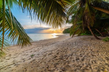 Praslin Adası, Seyşeller 'de gün batımında palmiye ağaçları ve beyaz kum