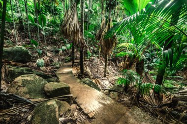 Vallee de Mai ormanında yürüyüş yolu. Praslin Adası, Seyşeller