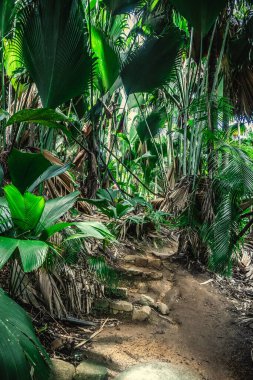 Vallee de Mai ormanındaki kirli bir patikayı çevreleyen büyük bitkiler. Praslin Adası, Seyşeller