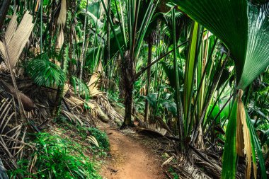 Ormandaki patika tropik bitkilerle çevrili. Praslin Adası, Seyşeller