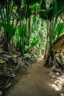 Vallee de Mai ormanında yol. Praslin Adası, Seyşeller