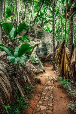 Vallee de Mai ormanının yolu. Praslin Adası, Seyşeller