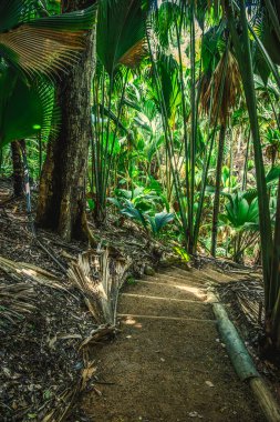 Vallee de Mai ormanındaki bir patikayı çevreleyen tropik bitki örtüsü. Praslin Adası, Seyşeller