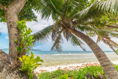 Anse Fourmis sahilinde, deniz kenarındaki palmiye ağaçları. Seyşeller 'deki La Digue Adası