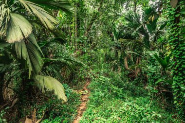 Praslin Adası, Seyşeller 'deki ormanda dar bir yol.