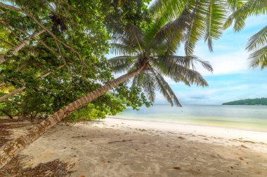 Anse Madge sahilinde palmiye ağaçları ve beyaz kum. Praslin Adası, Seyşeller