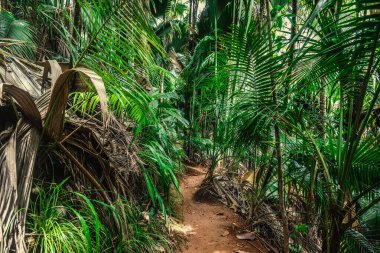 Vallee de Mai ormanında yemyeşil bitki örtüsüyle çevrili dar bir yol. Praslin Adası, Seyşeller