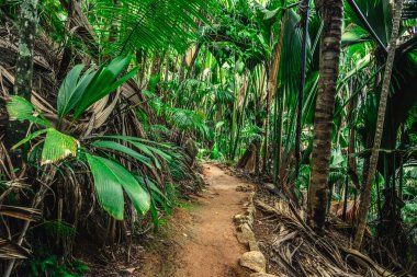Vallee de Mai ormanında yemyeşil bitki örtüsüyle çevrili dar toprak yol. Praslin Adası, Seyşeller