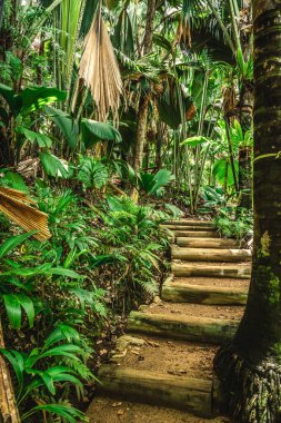 Praslin Adası, Seyşeller 'deki ormanda adımlar