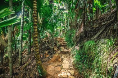 Vallee de Mai ormanına taş basar. Praslin Adası, Seyşeller