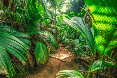 Vallee de Mai ormanında toprak yol daraldı. Praslin Adası, Seyşeller