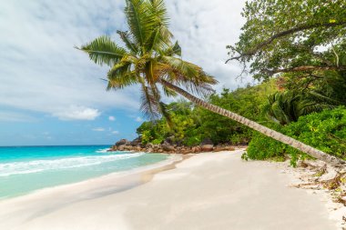 Anse Georgette sahilindeki palmiye ağaçları. Praslin Adası, Seyşeller