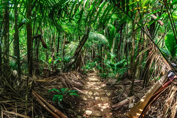 Dirt path in the jungle surrounded by tropical plants in Praslin island, Seychelles