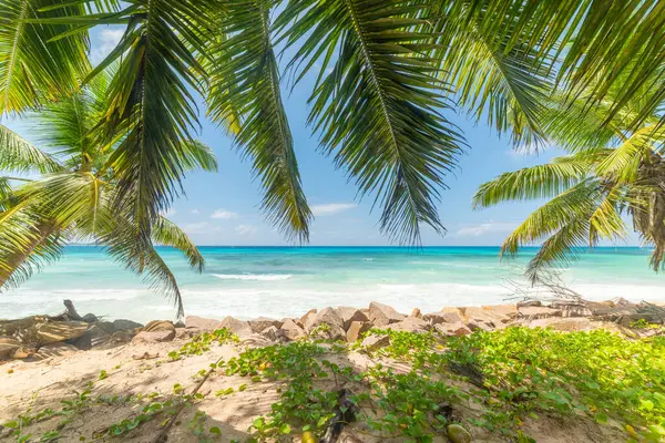 Palm trees and turquoise water in Anse Kerlan. Praslin island, Seychelles