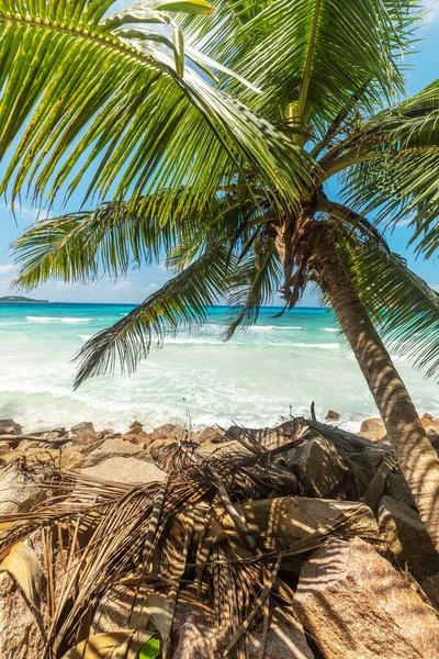 Palm trees and turquoise sea in Anse Kerlan. Praslin island, Seychelles