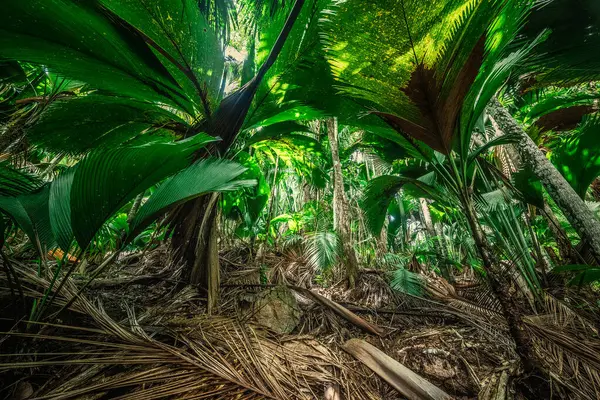 Huge leaves in Vallee de Mai jungle. Praslin island, Seychelles