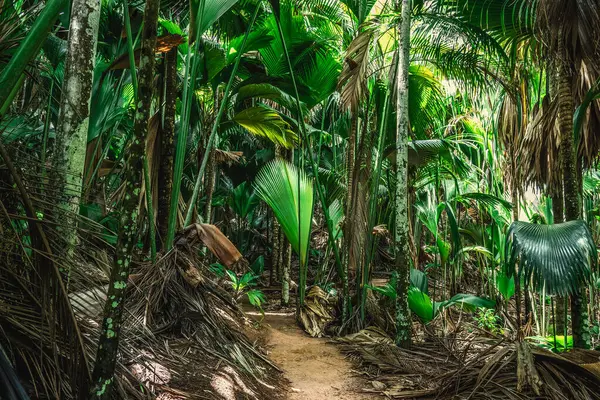 Narrow path in Vallee de Mai jungle. Praslin island, Seychelles