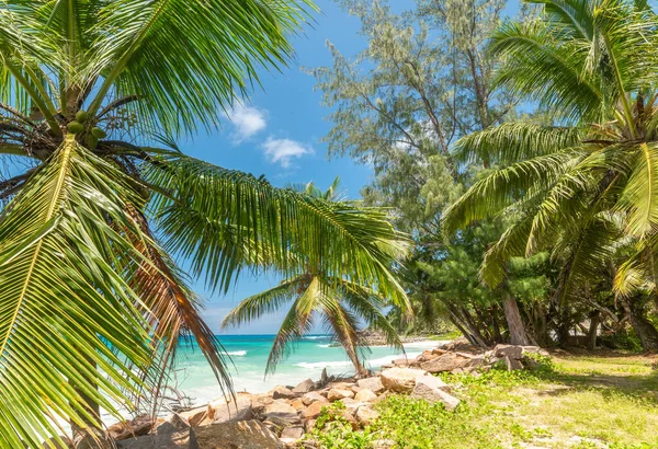 Turquoise water and palm trees in Anse Kerlan beach. Praslin island, Seychelles