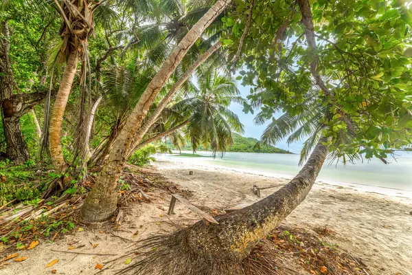 Anse Madge sahilinde avuç içleri. Praslin Adası, Seyşeller