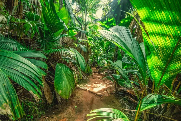 Narrow dirt path in the jungle in Vallee de Mai. Praslin island, Seychelles