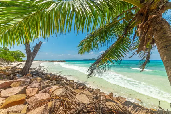 Anse Kerlan sahil şeridinde palmiye ağaçları. Praslin Adası, Seyşeller