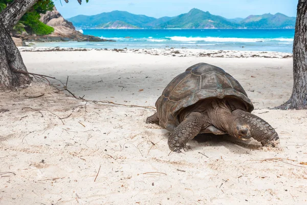 Primer Plano Una Tortuga Gigante Isla Digue Seychelles Fotos de stock