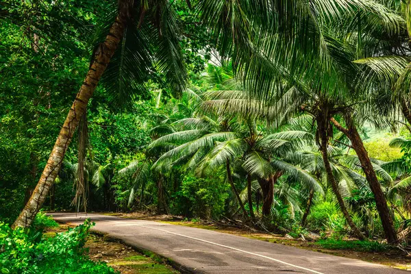 セイシェル島プラスリン島のジャングルを通り抜ける道路 ストック画像