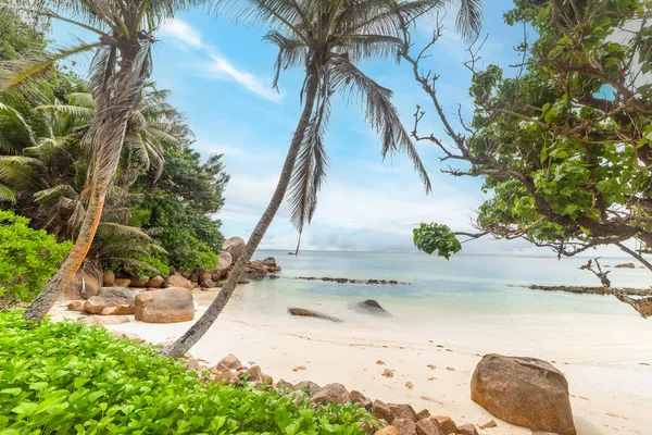 Palmen Meer Anse Consolation Insel Praslin Auf Den Seychellen lizenzfreie Stockfotos