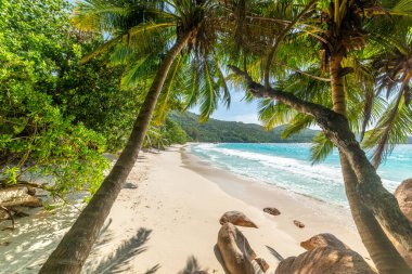 Anse Lazio sahilindeki hindistan cevizi palmiyeleri. Praslin Adası, Seyşeller