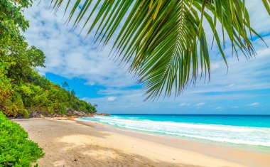 Praslin Adası, Seyşeller 'deki Anse Georgette' de palmiye ağaçları ve beyaz kum