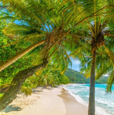Anse Lazio sahilinde hindistan cevizi palmiyeleri ve turkuaz su. Praslin Adası, Seyşeller