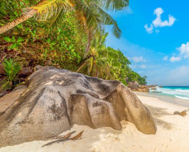 Anse Georgette kıyısında palmiye ağaçları ve granit kayalar var. Praslin Adası, Seyşeller