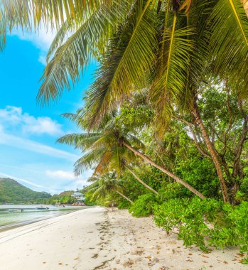 Anse Madge 'de deniz kenarındaki palmiye ağaçları. Praslin Adası, Seyşeller