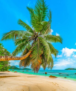 Anse Boudin sahilindeki palmiye ağacı. Praslin Adası, Seyşeller