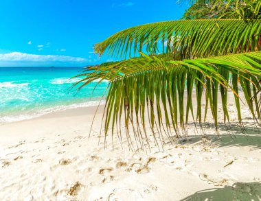 Anse Lazio 'da turkuaz su ve palmiye ağaçları. Praslin Adası, Seyşeller