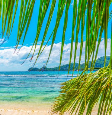 Baie Lazare sahilinde palmiye ağaçları ve turkuaz su. Mahe Adası, Seyşeller