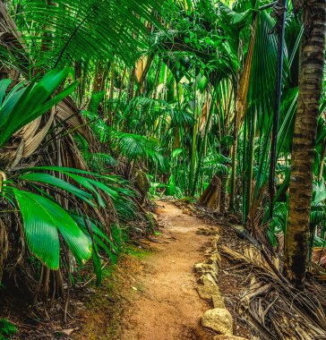 Vallee de Mai ormanının yolu. Praslin Adası, Seyşeller