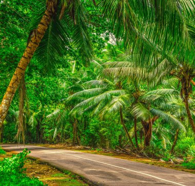 Praslin Adası, Seyşeller 'deki ormandan geçen yol.