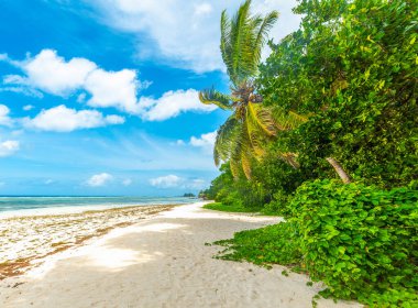 Dünyaca ünlü Anse Source d 'Argent' ta beyaz kum ve palmiye ağaçları. La DIgue Adası, Seyşeller