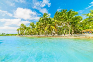 Guadeloupe Bois Jolan plajda turkuaz su ve palmiye ağaçları, Karayip denizi