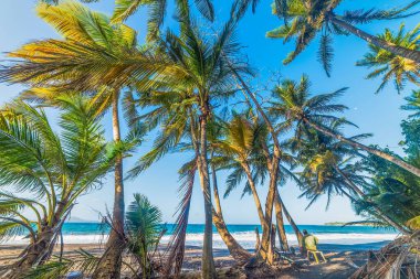 Guadeloupe 'daki Grande Anse plajında Hindistan cevizi palmiyeleri, Fransız Batı Hint Adaları. Daha Küçük Antiller, Karayip Denizi