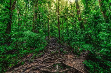 Kökleri ve ormanda Basse Terre, Guadeloupe Adası tropik bitki örtüsü. Fransız Batı Hint Adaları, küçük Antiller
