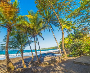 Grande Anse Guadeloupe, Fransız Batı Hindistan, Hindistan cevizi palmiye ağaçlarında. Küçük Antiller, Karayip Denizi